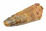 Real Fossil Spinosaurus Tooth - Feeding Worn Tip #346780-1